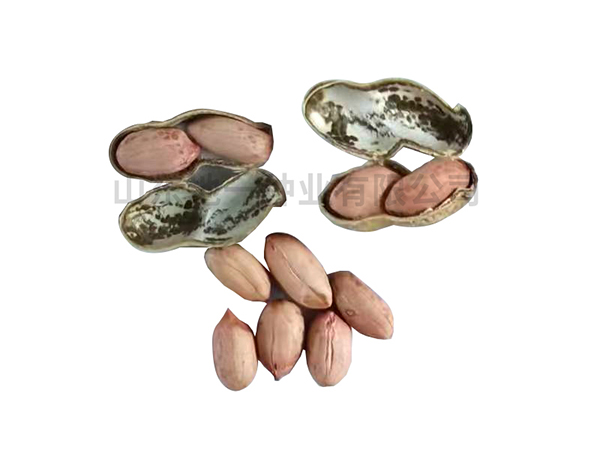 濰花22號批發(fā)