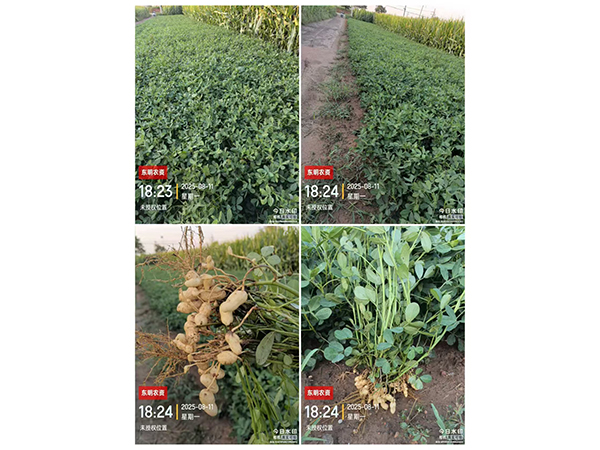 濰花25號(hào)生長(zhǎng)記錄